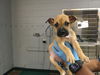 adoptable Dog in Thousand Palms, CA named COCO