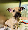 adoptable Dog in  named COCO