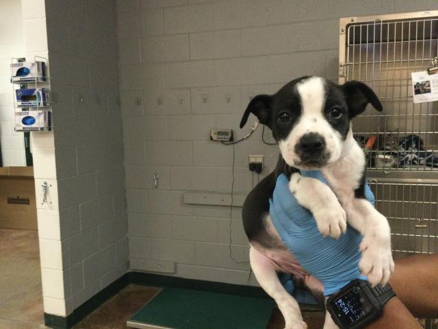 adoptable Dog in Thousand Palms, CA named BELLA
