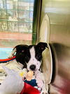 adoptable Dog in  named BELLA