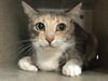 adoptable Cat in Thousand Palms, CA named NALA