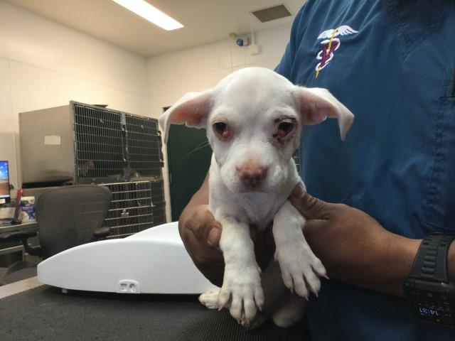 adoptable Dog in Thousand Palms, CA named MEGAN