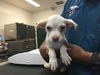 adoptable Dog in Thousand Palms, CA named MEGAN