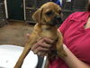 adoptable Dog in Thousand Palms, CA named MELEK