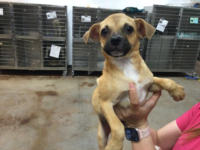 adoptable Dog in Thousand Palms, CA named MEMPHIS