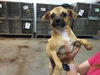 adoptable Dog in Thousand Palms, CA named MEMPHIS