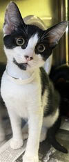 adoptable Cat in Thousand Palms, CA named PETUNIA