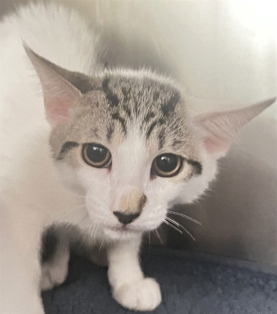 adoptable Cat in Thousand Palms, CA named NIKKI