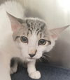 adoptable Cat in Thousand Palms, CA named NIKKI
