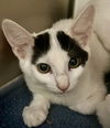 adoptable Cat in Thousand Palms, CA named NAOMI
