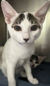adoptable Cat in Thousand Palms, CA named ZIP