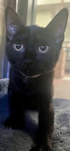 adoptable Cat in Thousand Palms, CA named LILY