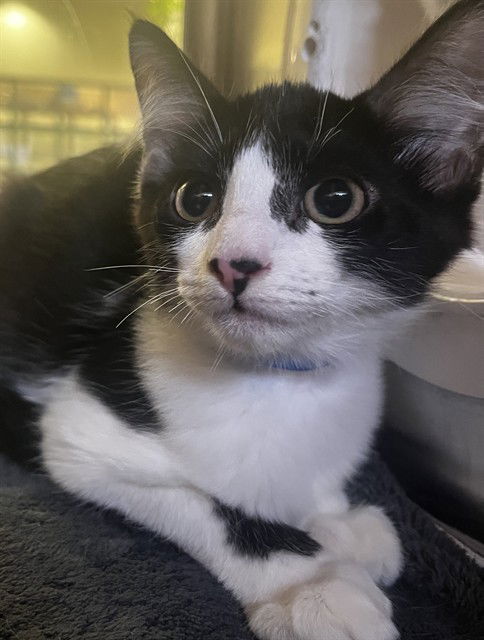 adoptable Cat in Thousand Palms, CA named CIDER