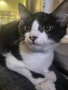 adoptable Cat in Thousand Palms, CA named CIDER