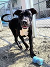 adoptable Dog in Thousand Palms, CA named ROONEY