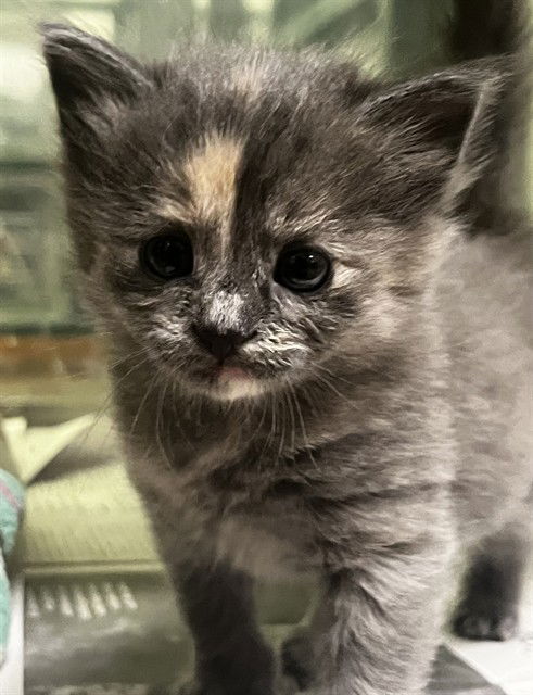 adoptable Cat in Thousand Palms, CA named BETTY