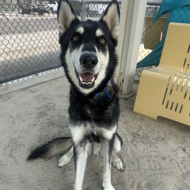 adoptable Dog in Thousand Palms, CA named BENTLEY