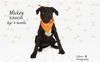 adoptable Dog in Thousand Palms, CA named MICKEY