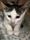 adoptable Cat in Thousand Palms, CA named VELCRO