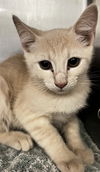 adoptable Cat in Thousand Palms, CA named NIMBUS