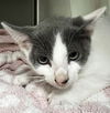 adoptable Cat in Thousand Palms, CA named SPROCKET