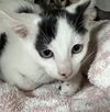 adoptable Cat in Thousand Palms, CA named THIMBLE