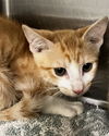 adoptable Cat in Thousand Palms, CA named JINXLEY