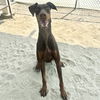 adoptable Dog in  named KILO