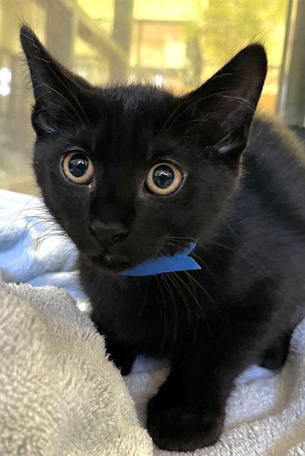 adoptable Cat in Thousand Palms, CA named ALEX