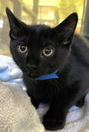 adoptable Cat in Thousand Palms, CA named ALEX