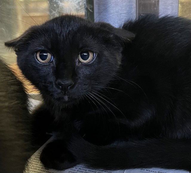 adoptable Cat in Thousand Palms, CA named BINX