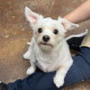adoptable Dog in Thousand Palms, CA named CHARLIE