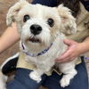 adoptable Dog in Thousand Palms, CA named CHLOEBABY
