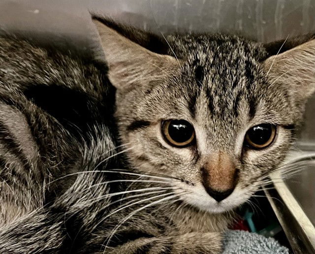 adoptable Cat in Thousand Palms, CA named SYBIL