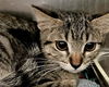 adoptable Cat in Thousand Palms, CA named SYBIL
