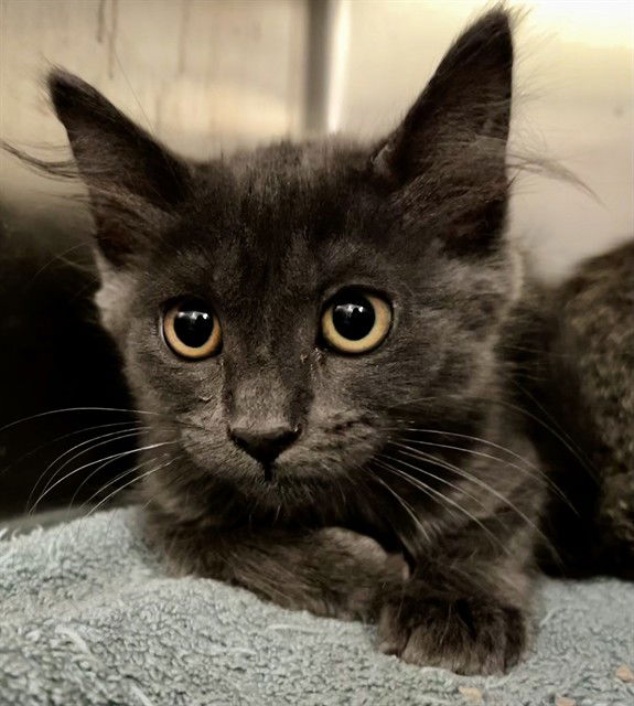 adoptable Cat in Thousand Palms, CA named BEATRIX