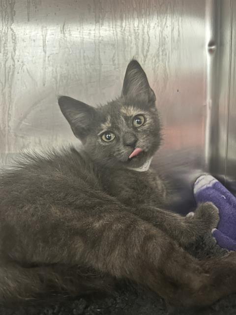 adoptable Cat in Thousand Palms, CA named SAVANNAH