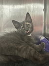 adoptable Cat in Thousand Palms, CA named SAVANNAH