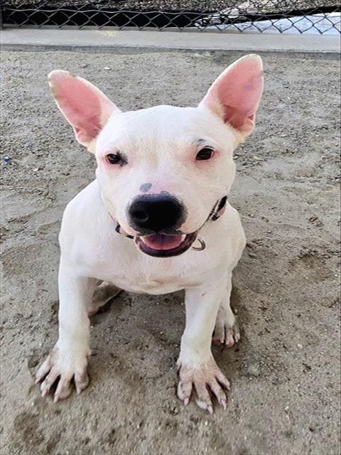 adoptable Dog in Thousand Palms, CA named WILHEMINA