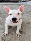 adoptable Dog in Thousand Palms, CA named WILHEMINA