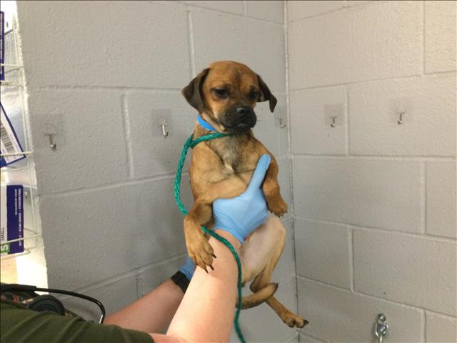 adoptable Dog in Thousand Palms, CA named A1869050