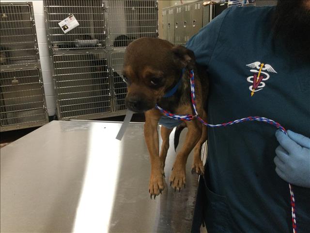 adoptable Dog in Thousand Palms, CA named A1869051