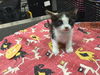 adoptable Cat in Thousand Palms, CA named DAISY