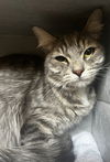 adoptable Cat in Thousand Palms, CA named ALEXIS