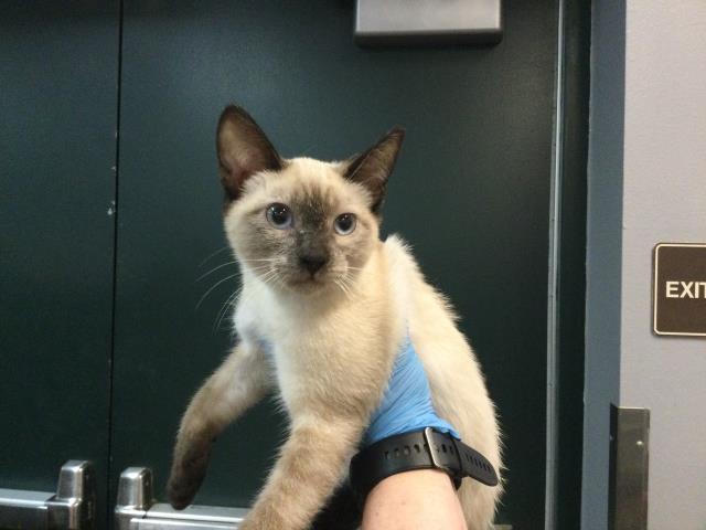 adoptable Cat in Thousand Palms, CA named GELATO