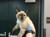 adoptable Cat in Thousand Palms, CA named GELATO