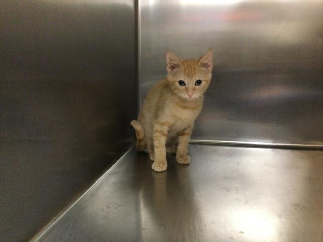 adoptable Cat in Thousand Palms, CA named A1858177