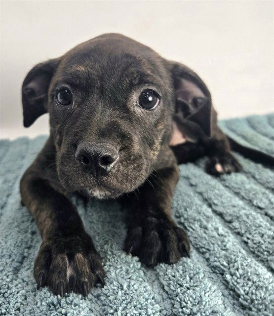 adoptable Dog in Thousand Palms, CA named FLORA