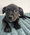 adoptable Dog in  named FLORA