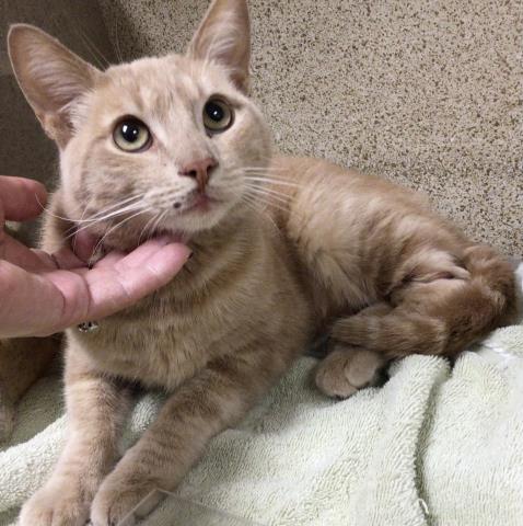 adoptable Cat in Thousand Palms, CA named TROOPER